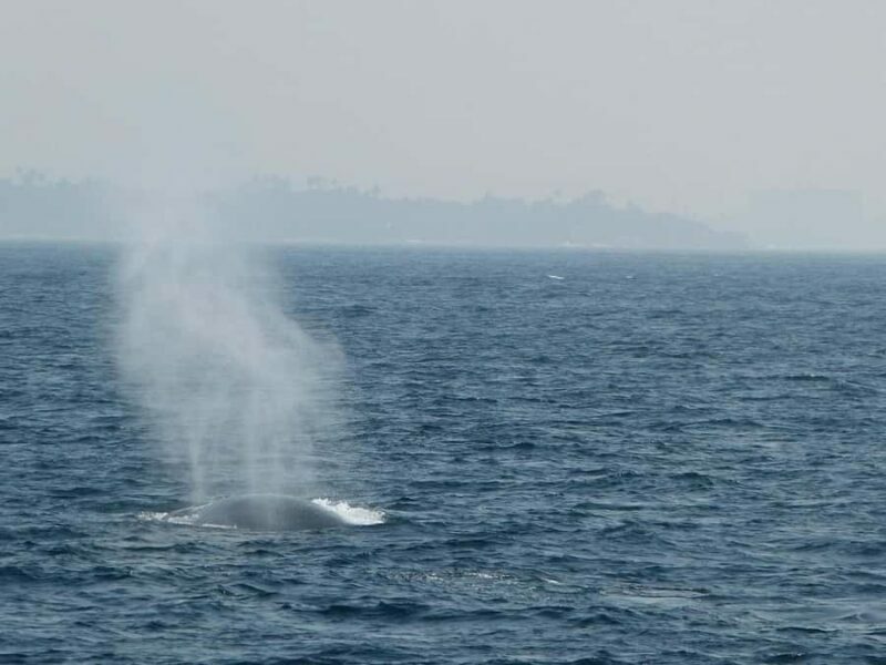 Mirissa: Whale & Dolphin Watching Cruise with Geeths Crew - FAQ