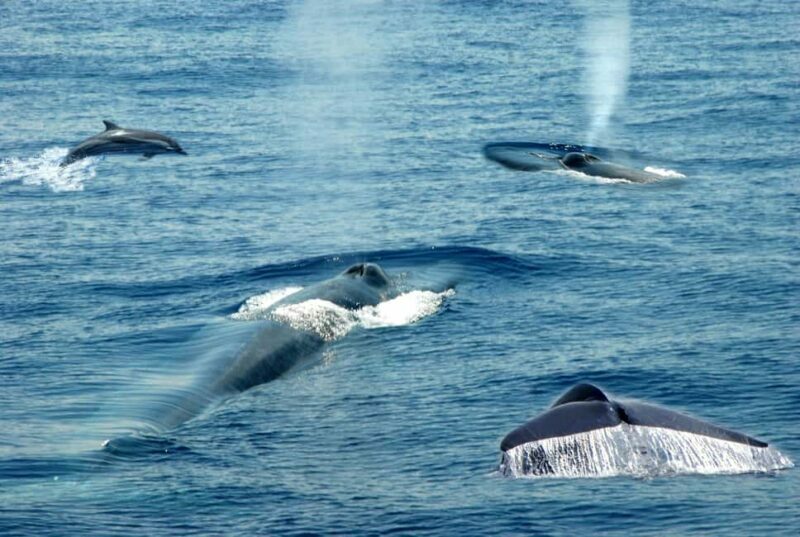 Mirissa: Whale & Dolphin Watching Trip with Private Transfer - Key Points
