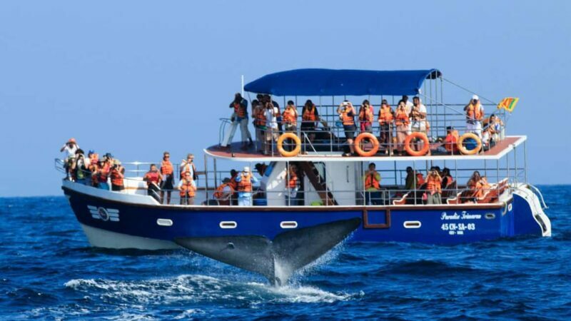 Mirissa: Whale & Dolphin Watching Trip with Private Transfer - An In-Depth Look at the Whale & Dolphin Watching Tour