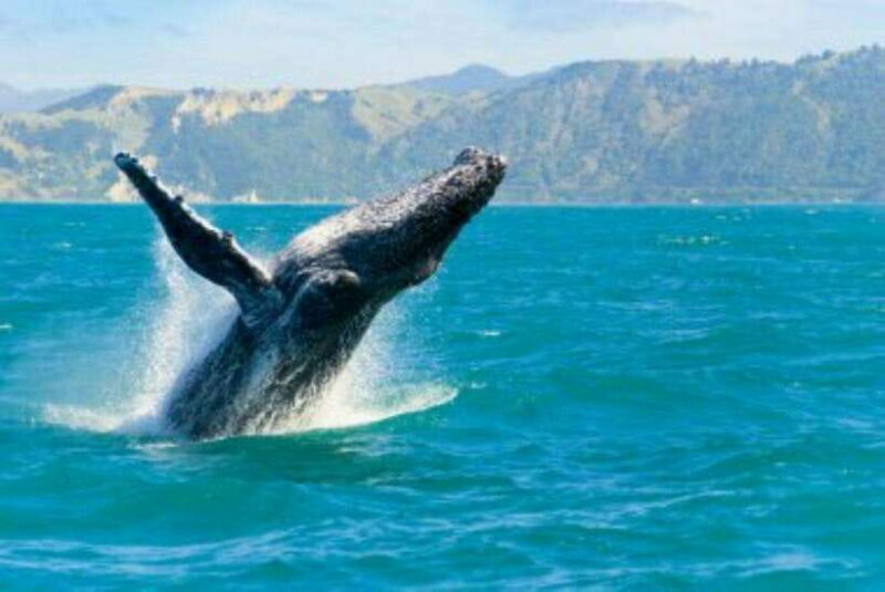 Mirissa: Whale Watching Cruise - Introduction