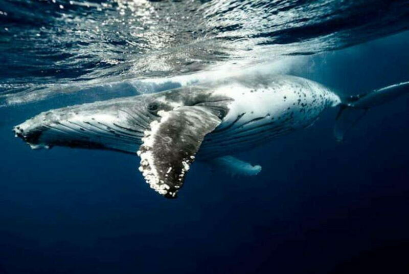 Mirissa: Whale Watching Cruise - Key Points