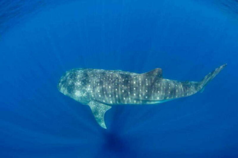Mirissa: Whale Watching Cruise - Authenticity and Expert Guidance