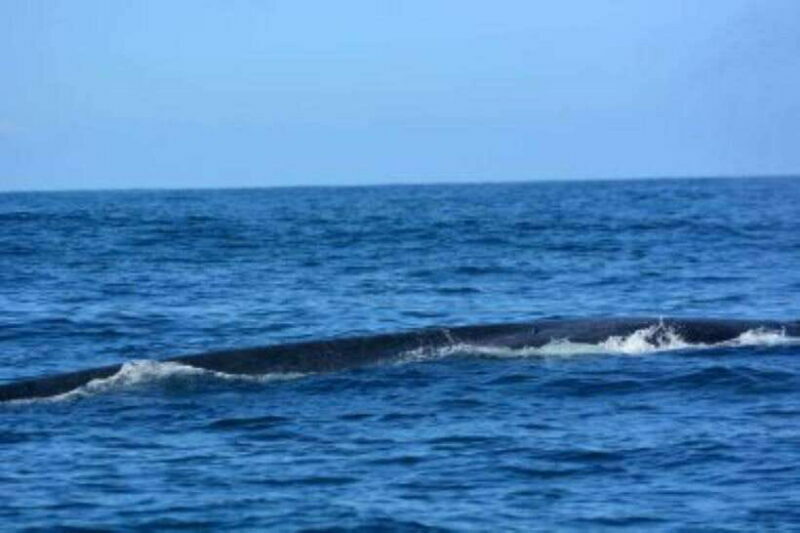 Mirissa: Whale Watching Cruise - The Sum Up