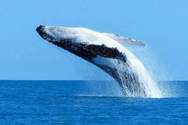 Mirissa: Whale Watching Cruise With Blue Whales & Dolphins - The Experience: What You Can Expect from the Mirissa Whale Watching Cruise