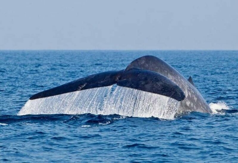 Mirissa: Whale Watching Cruise With Blue Whales & Dolphins - Why This Tour Stands Out