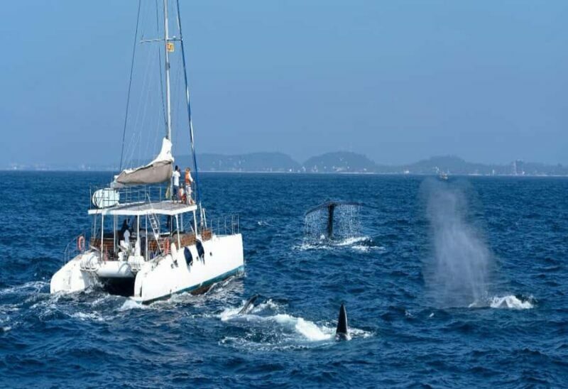 Mirissa: Whale Watching Cruise With Blue Whales & Dolphins - FAQ