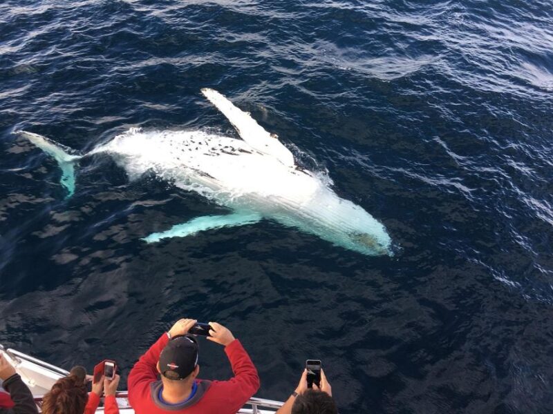 Mirissa Whale Watching Experience With Seafood Lunch - Booking Information