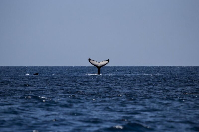 Mirissa Whale Watching Experience With Seafood Lunch - Seafood Lunch at Isso