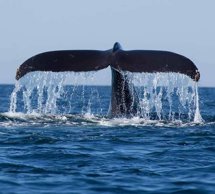 Mirissa: Whale Watching Tour - Key Points