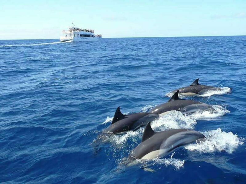 Mirissa Whale Watching, Tour A Once-in-a-Lifetime Experience - Key Points