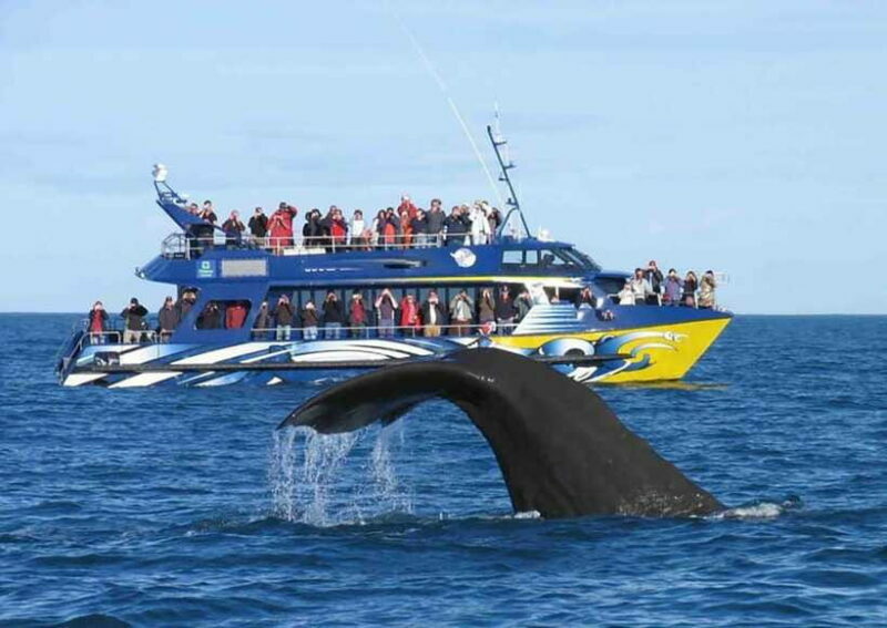 Mirissa Whale Watching, Tour A Once-in-a-Lifetime Experience - The Sum Up