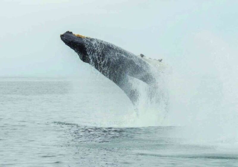 Mirissa: Whale Watching Tour - Guided Tour Details