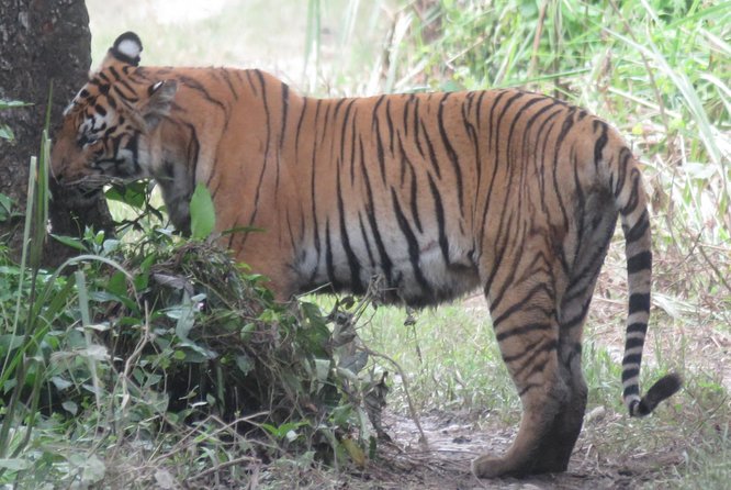 Mission Tiger, 4 Days Tour Inside Chitwan National Park. - Daily Itinerary