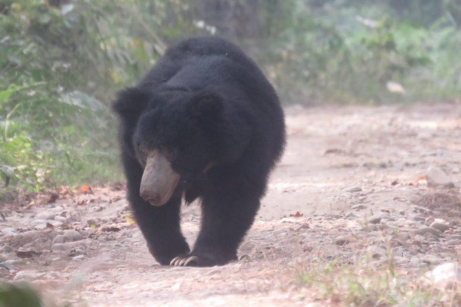 Mission Tiger, 4 Days Tour Inside Chitwan National Park. - Included and Excluded