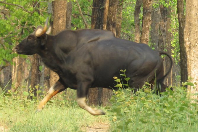 Mission Tiger, 4 Days Tour Inside Chitwan National Park. - Meeting and Pickup Details