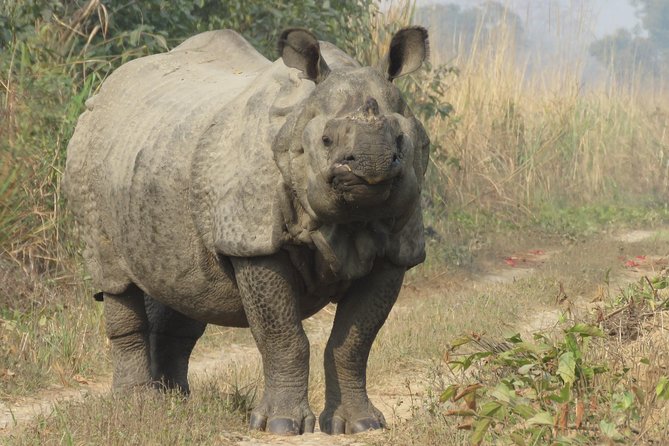 Mission Tiger, 4 Days Tour Inside Chitwan National Park. - Tour Highlights