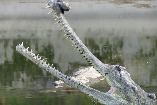 Mission Tiger, 4 Days Tour Inside Chitwan National Park. - Exploring Chitwan National Park