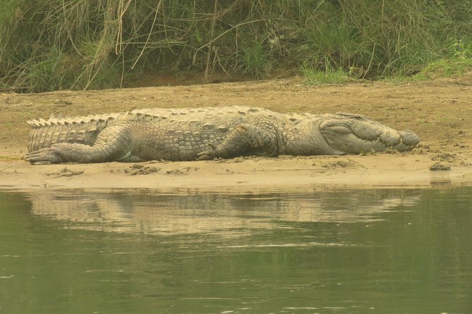 Mission Tiger, 4 Days Tour Inside Chitwan National Park. - Accommodation and Meals