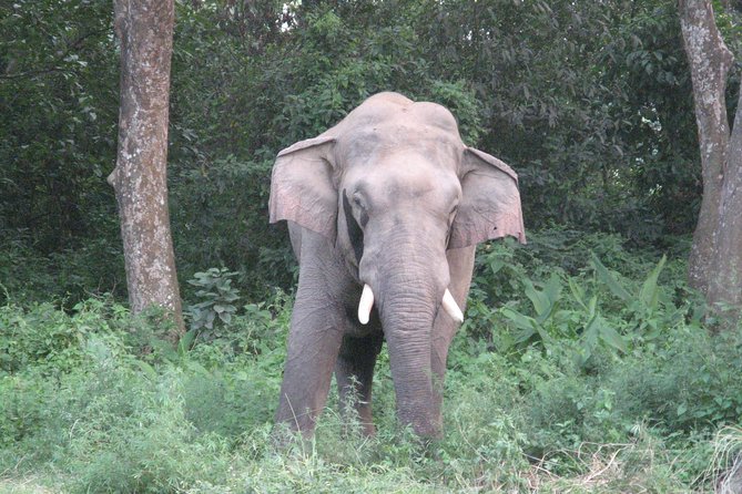 Mission Tiger, 4 Days Tour Inside Chitwan National Park. - Tour Pricing and Booking