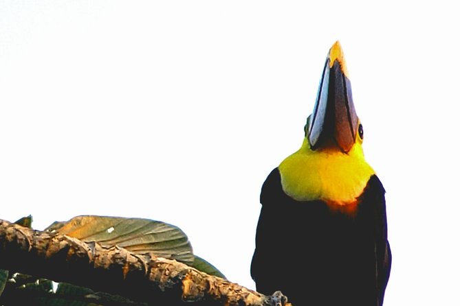 Mistico Park Arenal Hanging Bridges & Volcano Walk - Wildlife Spotting Opportunities