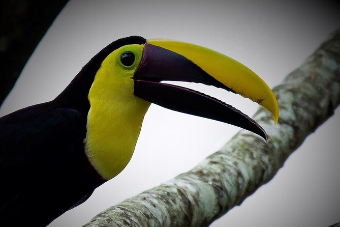 Mistico Park Hanging Bridges & La Fortuna Waterfall | Best Tours for Families - Ideal for Family Experiences