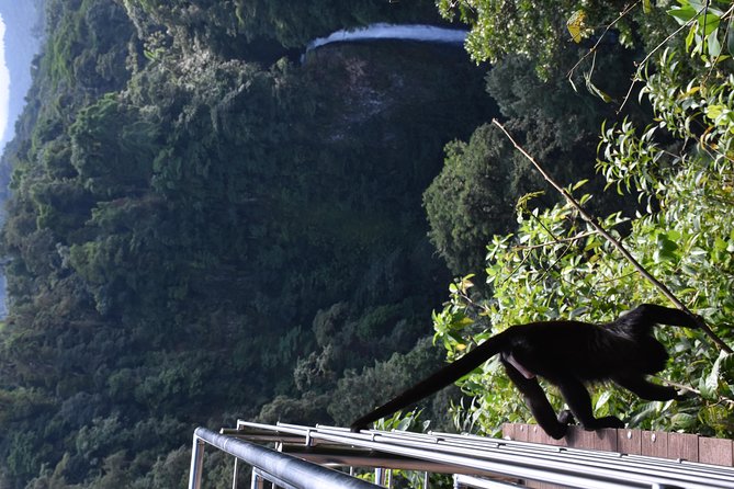 Mistico Park Hanging Bridges & La Fortuna Waterfall | Best Tours for Families - Accessibility and Convenience Features