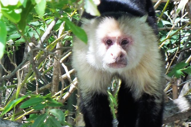 Mistico Park Hanging Bridges & La Fortuna Waterfall | Best Tours for Families - Booking Flexibility and Inclusions