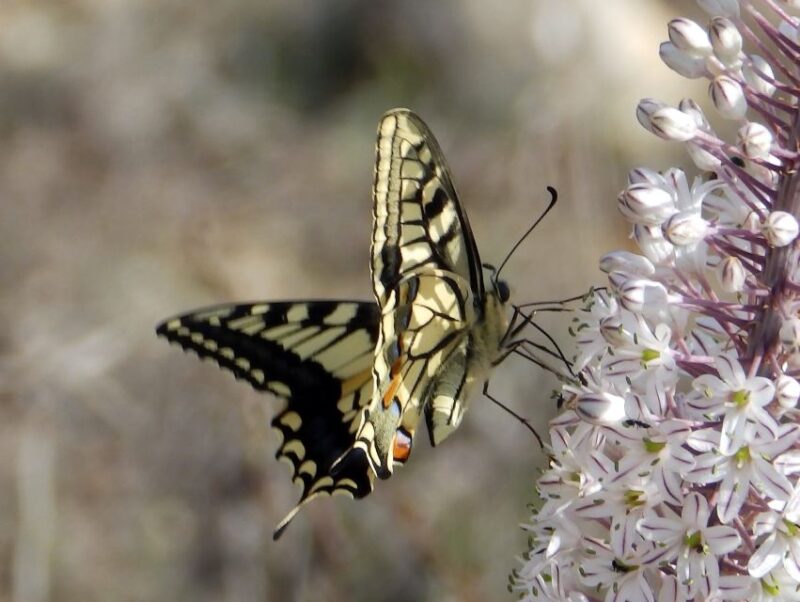 Mistra Valley and Selmun Private Nature Tour With Transport - What to Bring