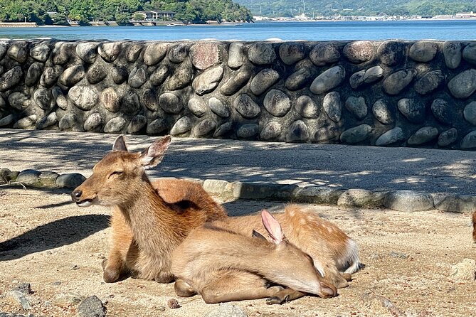 Miyajima Half-Day Private Experience With a Local - Navigating the Accessible Tour Logistics