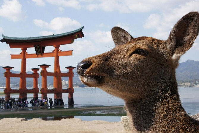 Miyajima & Tottori 2 Day Bus Tour From Hiroshima, Osaka, or Kyoto - Accessibility and Restrictions