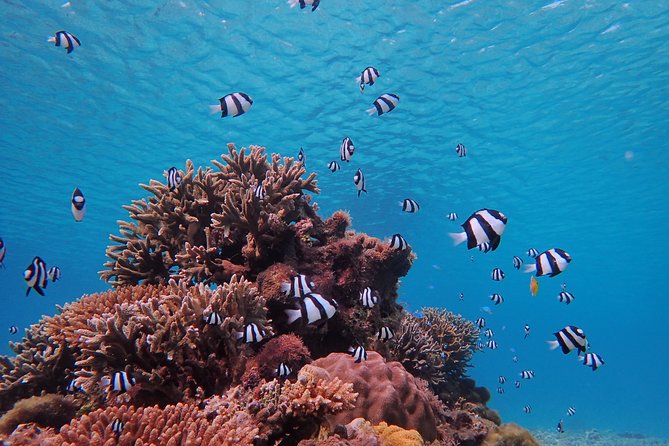 [Miyako] Great View Beach Stand-Up Paddleboarding/Canoeing & Sea Turtle Snorkeling! - Booking and Confirmation Details