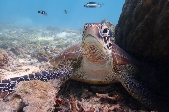 [Miyako] Great View Beach Stand-Up Paddleboarding/Canoeing & Sea Turtle Snorkeling! - Transportation and Accessibility