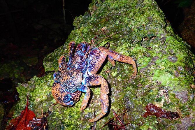 Miyako Island Jungle Night Tour and Starry Sky Viewing - Meeting and Pickup