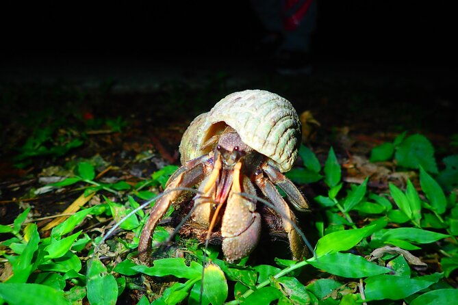 Miyako Island Jungle Night Tour and Starry Sky Viewing - What to Expect on the Tour