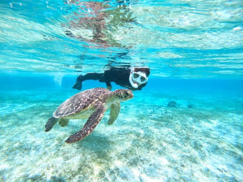 Miyako Island: Sea Turtle Snorkeling Tour - Included Features