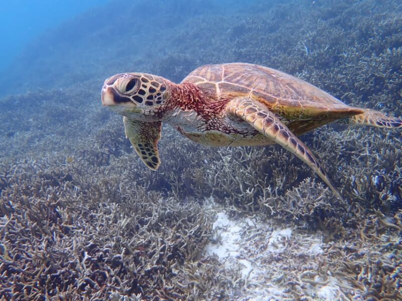 Miyako Island: Sea Turtle Snorkeling Tour - Meeting Locations