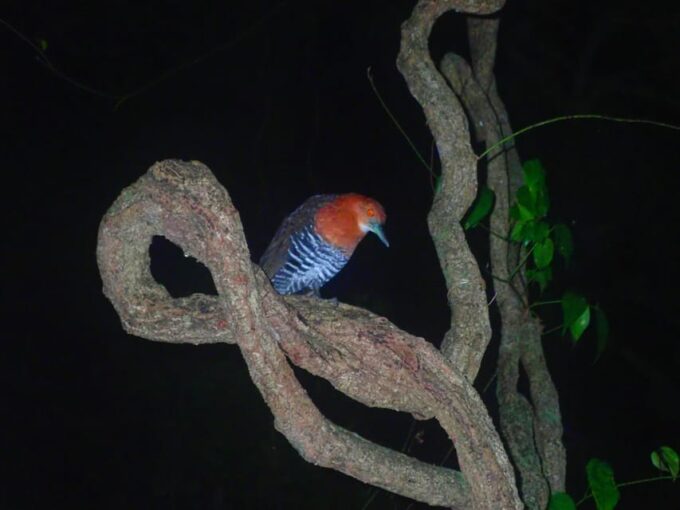 Miyako Island: Stars & Jungle Night Walking Tour - Exploring the Subtropical Ecosystem