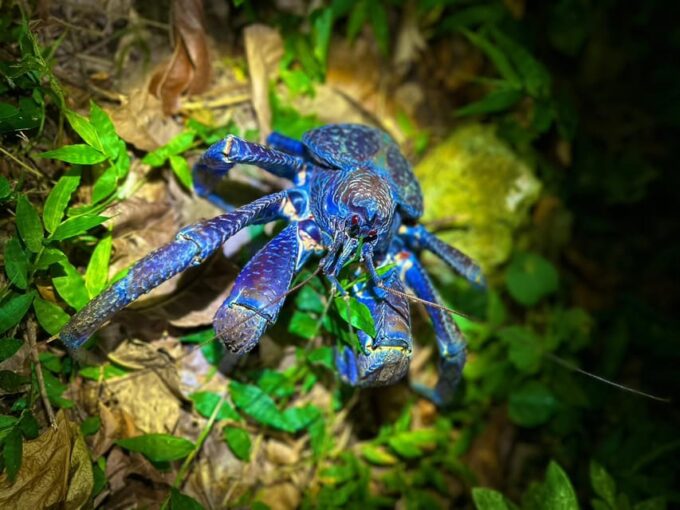 Miyako Island: Stars & Jungle Night Walking Tour - Guided Night Walk Experience