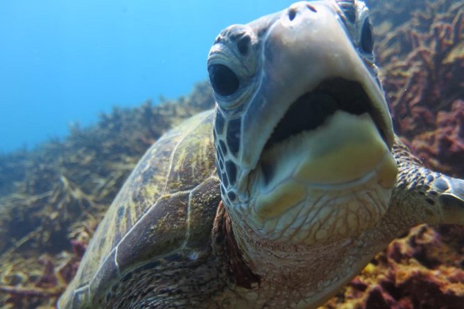 Miyakojima, Diving Experience: Suitable for Groups of 2 or More People. You May Sometimes See Sea Turtles and Sharks. Madaratobiei (A Type of Fish) Can Also Be Spotted. Skin Diving at Deeper Points Is Possible - Key Points
