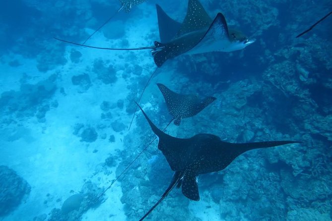 Miyakojima, Diving Experience: Suitable for Groups of 2 or More People. You May Sometimes See Sea Turtles and Sharks. Madaratobiei (A Type of Fish) Can Also Be Spotted. Skin Diving at Deeper Points Is Possible - Included in the Package