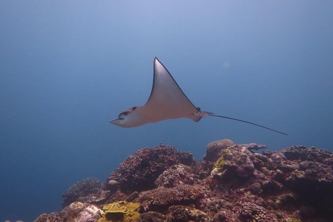 Miyakojima, Diving Experience: Suitable for Groups of 2 or More People. You May Sometimes See Sea Turtles and Sharks. Madaratobiei (A Type of Fish) Can Also Be Spotted. Skin Diving at Deeper Points Is Possible - Rental Fees for Diving Gear