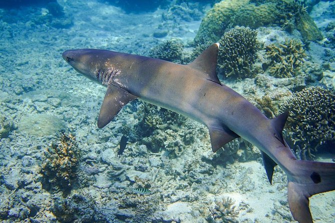 Miyakojima, Diving Experience: Suitable for Groups of 2 or More People. You May Sometimes See Sea Turtles and Sharks. Madaratobiei (A Type of Fish) Can Also Be Spotted. Skin Diving at Deeper Points Is Possible - Meeting Point and Pickup Location