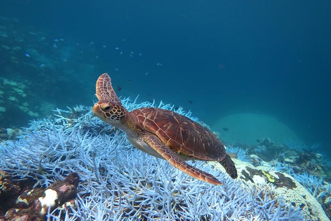 Miyakojima, Diving Experience: Suitable for Groups of 2 or More People. You May Sometimes See Sea Turtles and Sharks. Madaratobiei (A Type of Fish) Can Also Be Spotted. Skin Diving at Deeper Points Is Possible - Sighting of Sea Turtles and Sharks