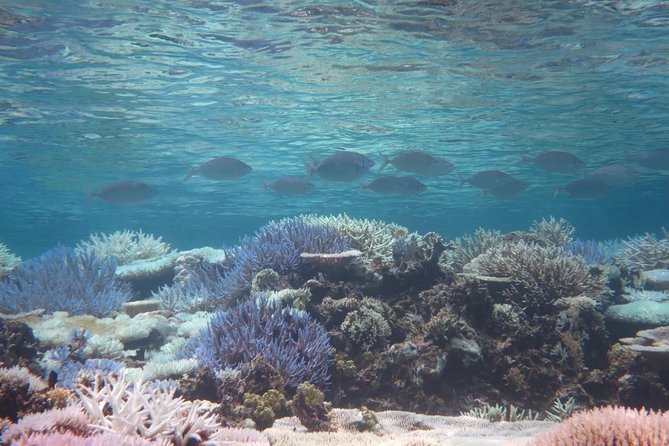 [Miyakojima Snorkel] Private Tour From 2 People Enjoy From 3 Years Old! Enjoy Nemo, Coral and Miyako Blue - Rental Fees