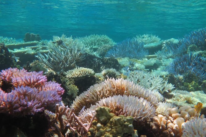 [Miyakojima Snorkel] Private Tour From 2 People Enjoy From 3 Years Old! Enjoy Nemo, Coral and Miyako Blue - Cancellation Policy