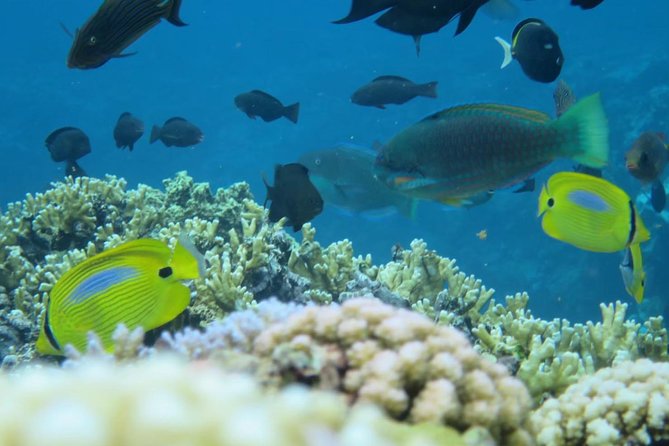 [Miyakojima Snorkel] Private Tour From 2 People Enjoy From 3 Years Old! Enjoy Nemo, Coral and Miyako Blue - Snorkeling Experience