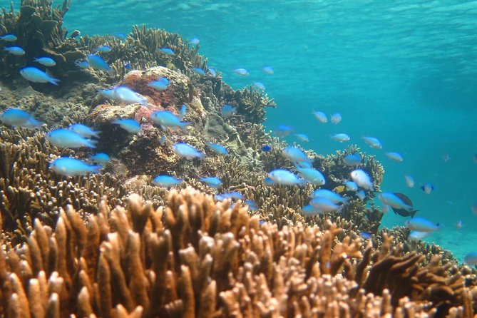 [Miyakojima Snorkel] Private Tour From 2 People Enjoy From 3 Years Old! Enjoy Nemo, Coral and Miyako Blue - Marine Life Highlights