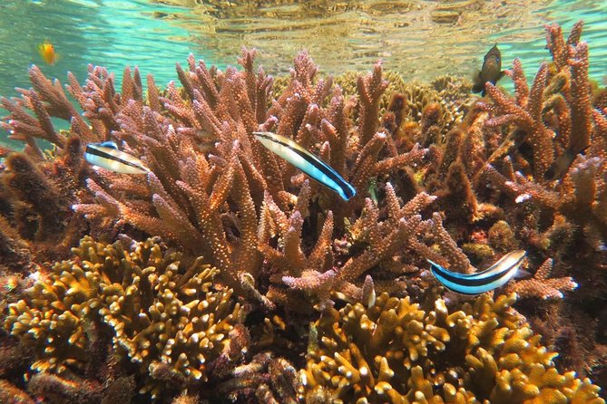 [Miyakojima Snorkel] Private Tour From 2 People Enjoy From 3 Years Old! Enjoy Nemo, Coral and Miyako Blue - Tour Suitability
