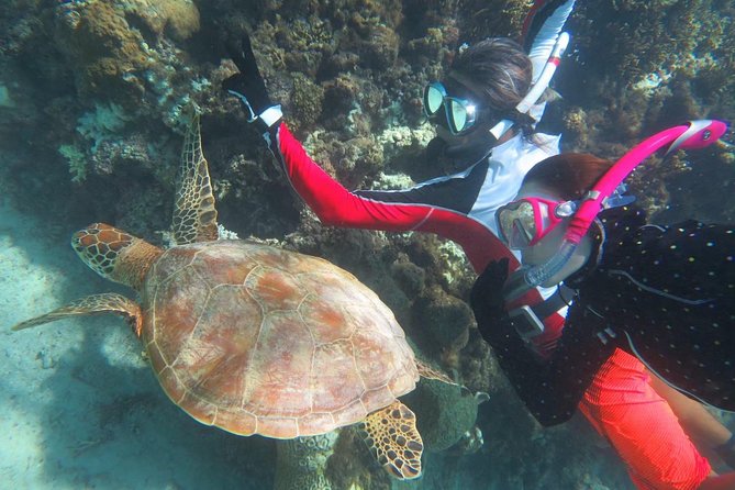 [Miyakojima Snorkel] Private Tour From 2 People Go to Meet Cute Sea Turtle - Gear Rental Options and Prices