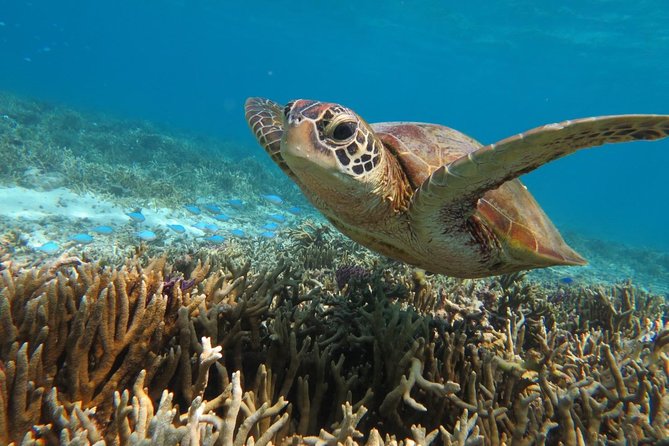 [Miyakojima Snorkel] Private Tour From 2 People Go to Meet Cute Sea Turtle - Meeting Point and Pickup Location